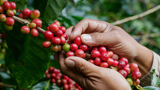 Coffee Origins